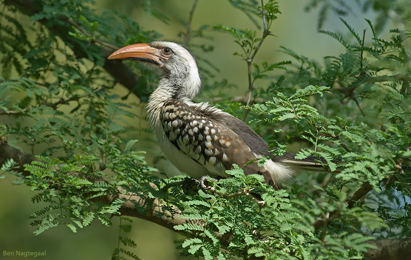 Westelijke roodsnaveltok - Western Red-billed Hornbill - Tockus Kempi 