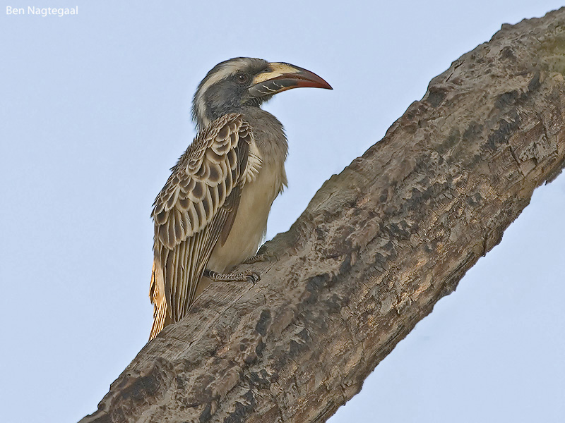 Grijze tok - African grey hornbill - Lophoceros nasutus