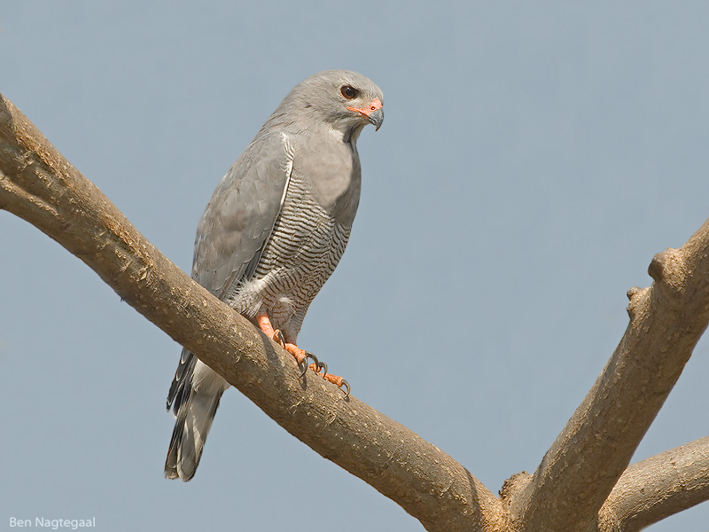 Hagedisbuizerd - Lizard Buzzard - Kaupifalco monogrammicus