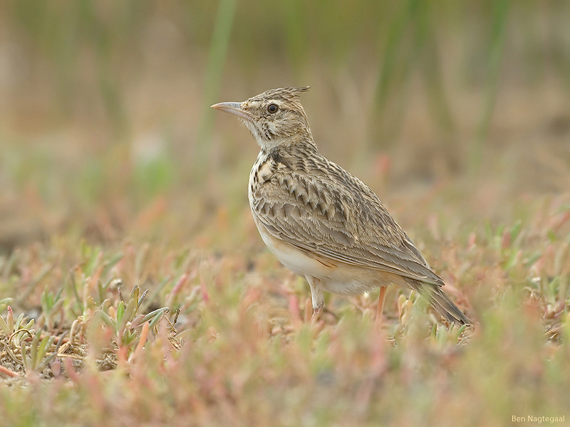 Kuifleeuwerik - Crested lark - Galerida cristata