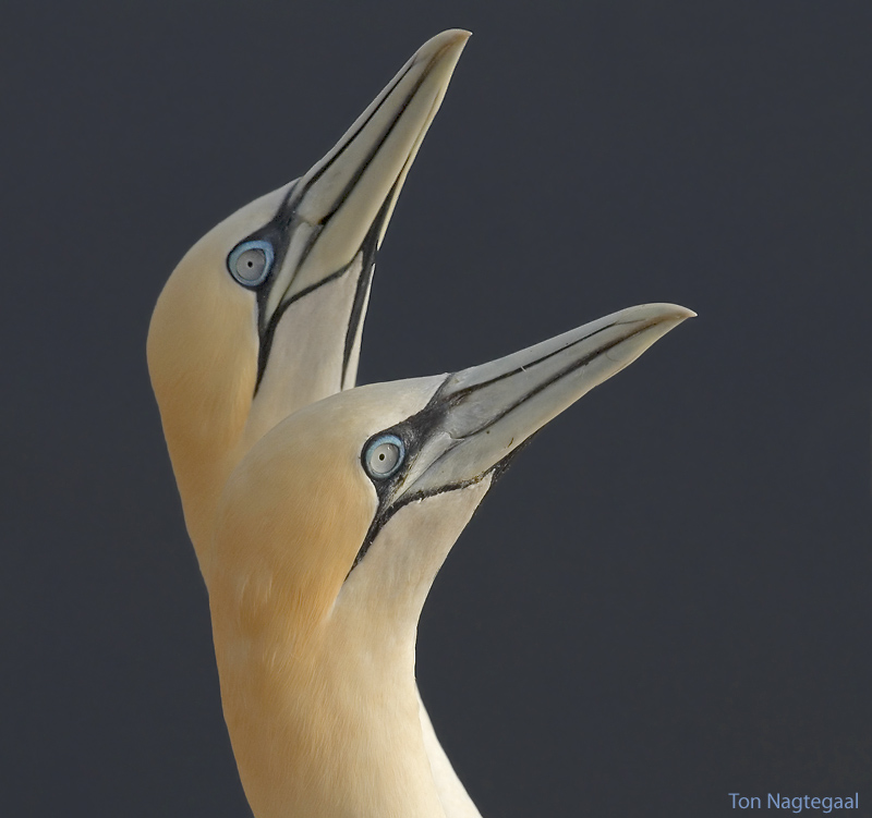 Jan van gent - Northern Gannet - Morus bassana