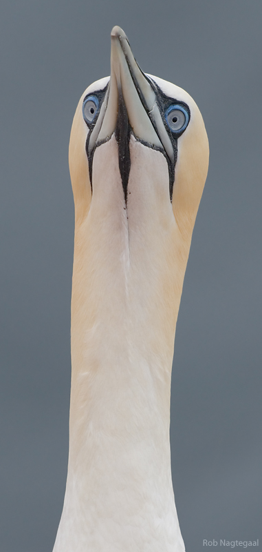 Jan van gent - Northern Gannet - Morus bassana