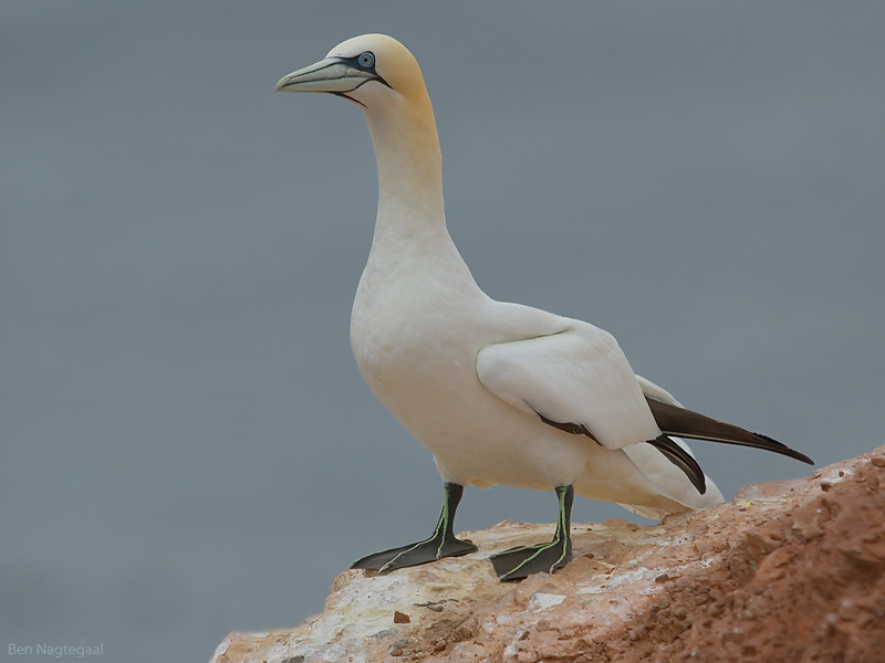 Jan van gent - Northern Gannet - Sula bassana