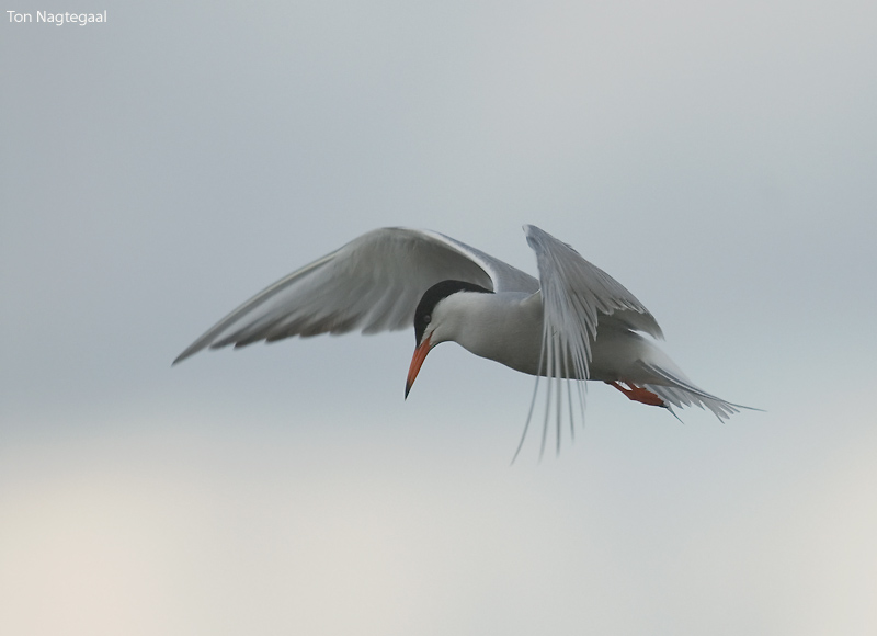 Visdief - Common tern - Sterna hirundo