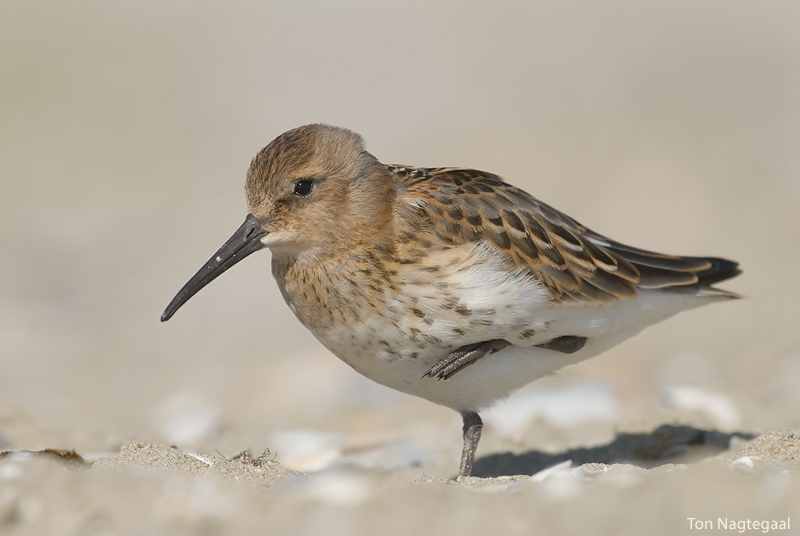 Bonte strandloper - Dunlin - Calidris alpina