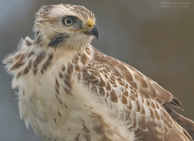 Buizerd - Buzzard - Buteo buteo