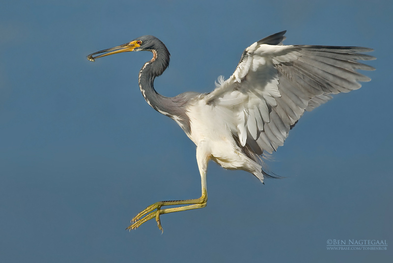 Witbuikreiger - Tricolored Heron - Egretta tricolor