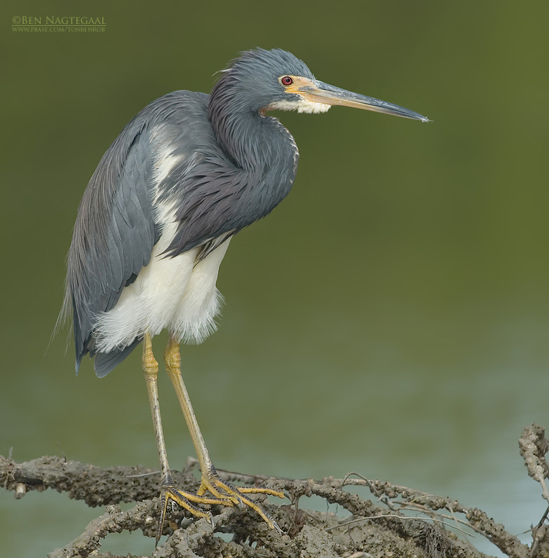 Witbuikreiger - Tricolored Heron - Egretta tricolor