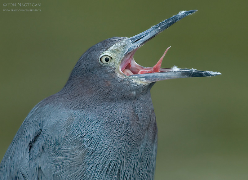 Kleine Blauwe Reiger - Little Blue Heron - Egretta caerulea