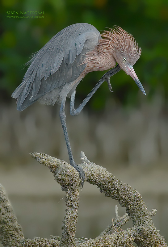 Roodhalsreiger - Reddish Egret - Egretta rufescens