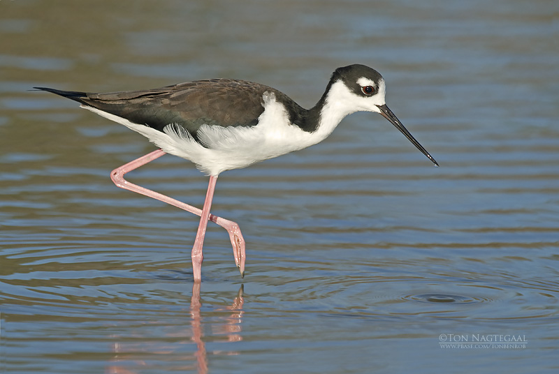 Amerikaanse Steltkluut - Black-necked Stilt - Himantopus mexicanus