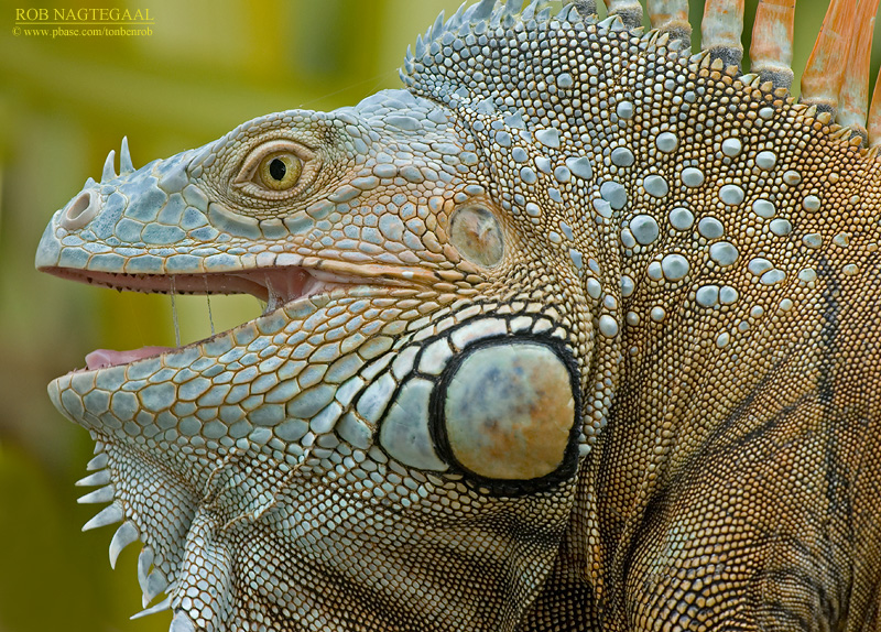 Groene Leguaan - Green Iguana - Iguana iguana