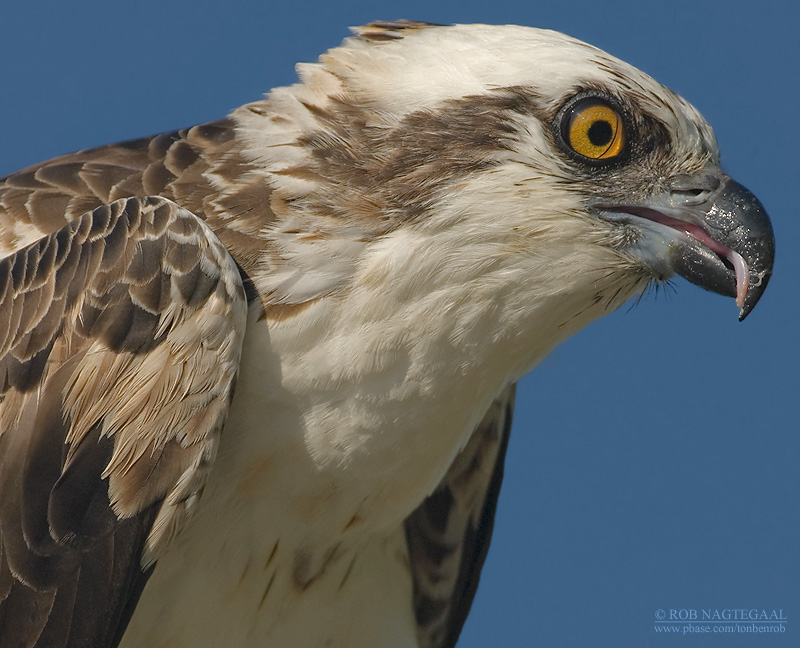 Visarend - Osprey - Pandion haliaetus