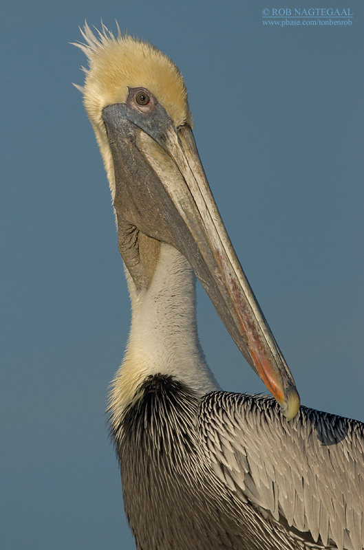 Bruine Pelikaan - Brown Pelican - Pelecanus occidentalis