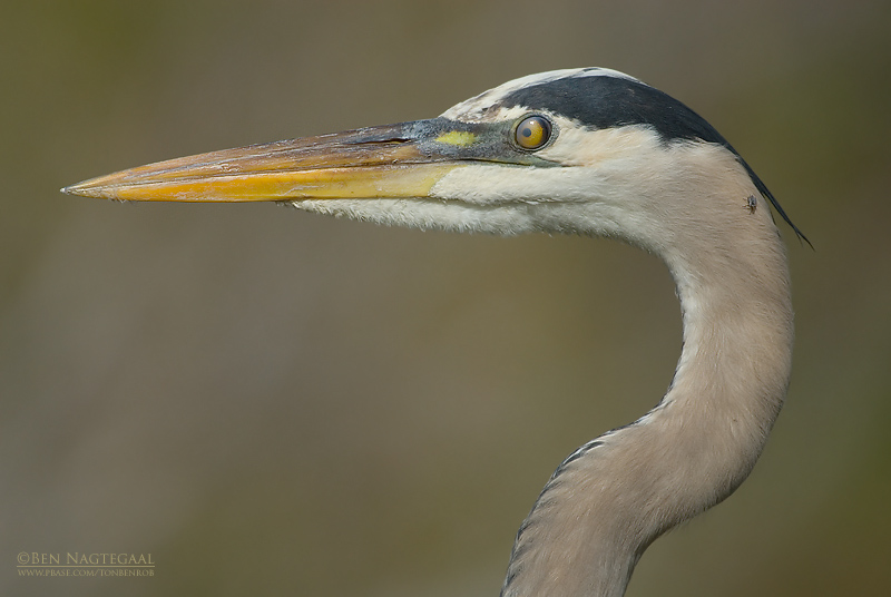 Amerikaanse Blauwe Reiger - Great Blue Heron - Ardea herodias