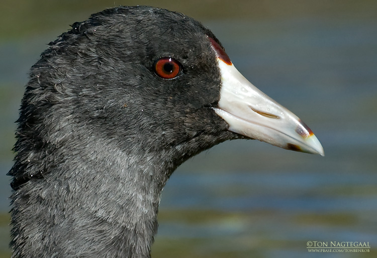 Amerikaanse koet - American coot - Fulica americana