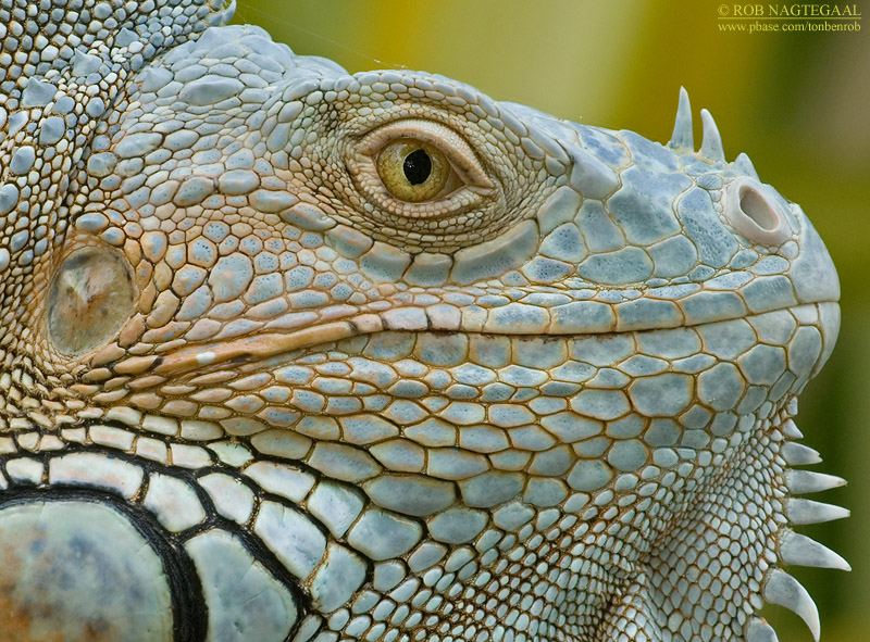 Groene Leguaan - Green Iguana - Iguana iguana