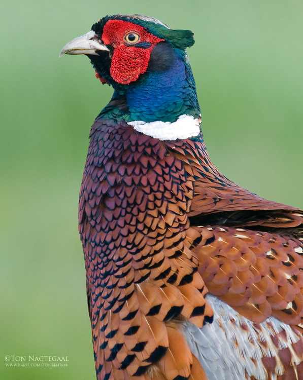 Fazant - Pheasant - Phasianus colchicus
