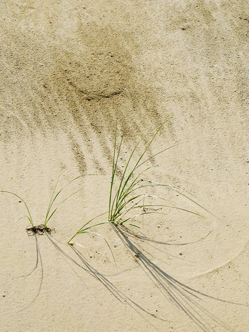 Beach Grass