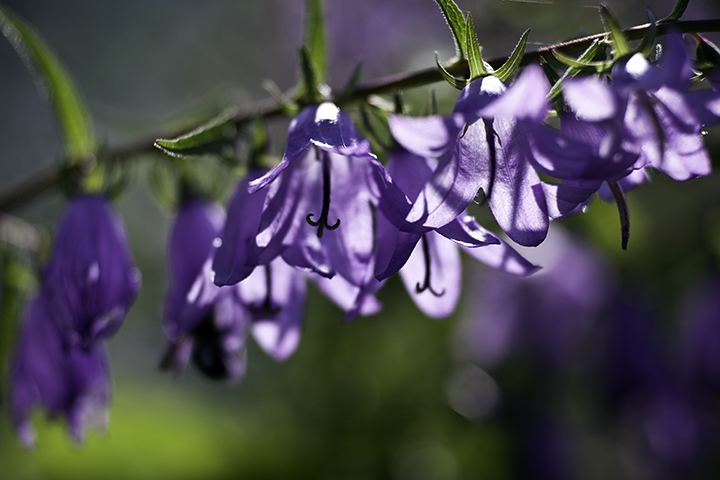 Campanula