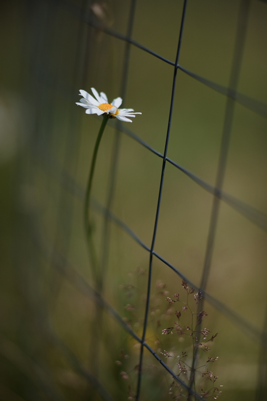 Lone Daisy by the Garden Fence #1