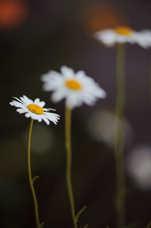 Three Daisies