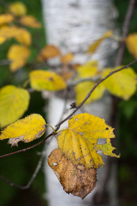 Early Autumn Birch Leaves