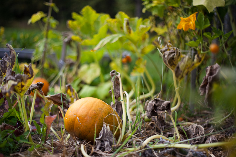 Third Pumpkin 2010