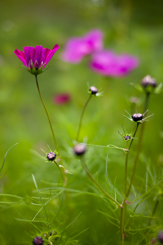 Opening Cosmo with Buds and Flowers