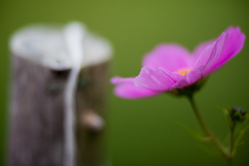 Cosmo and Fence Post