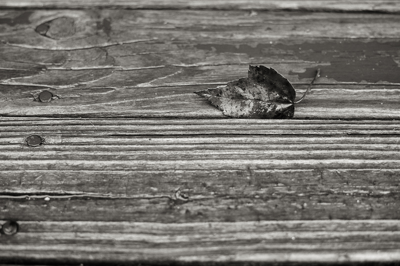 Fallen Leaf on Boards