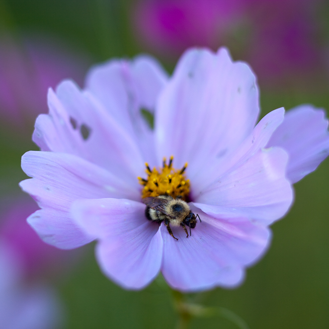 Bee on Cosmo, Evening