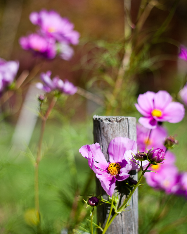 Cosmos by Garden Fence Post