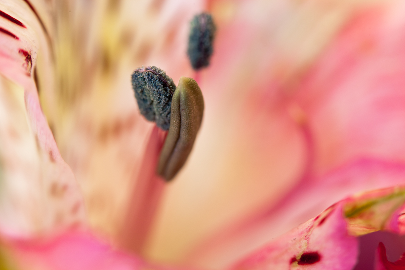 Alstromeria Macro #1