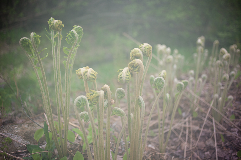 Fiddle Heads in Fog