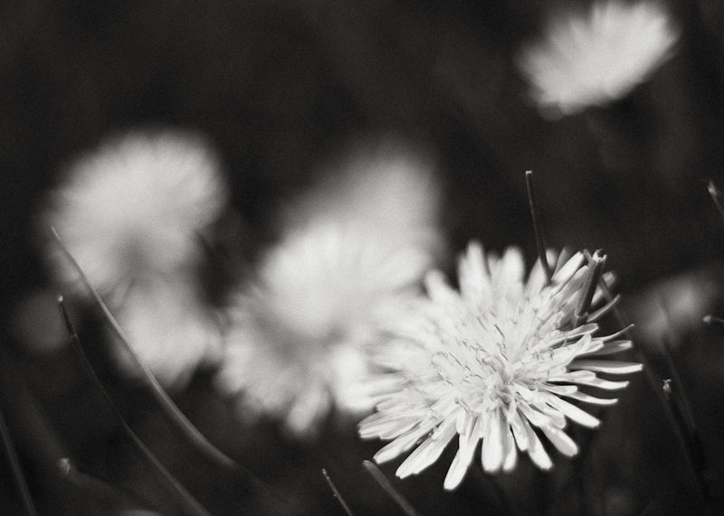 Group of Dandelions #2