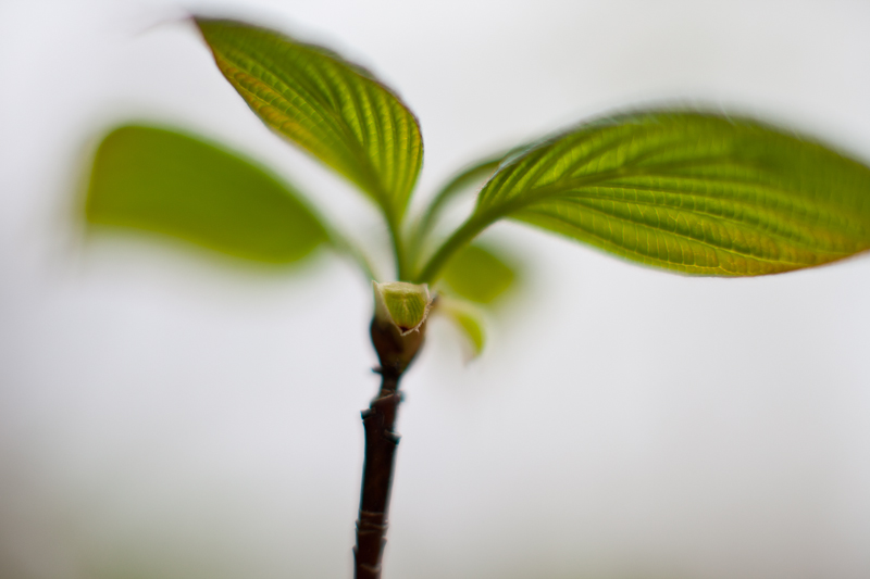 Leaf Undersides