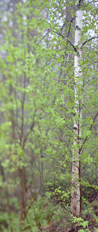 Foggy Day Birch