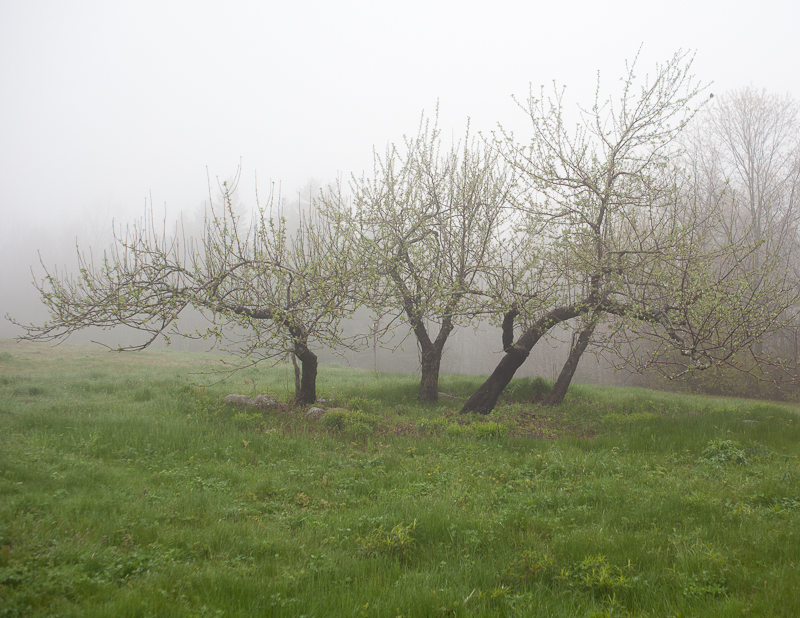 Foggy Day on Blue Hill Mountain #5