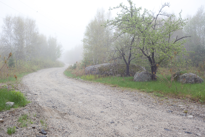 Trees, Rocks and Road in Fog