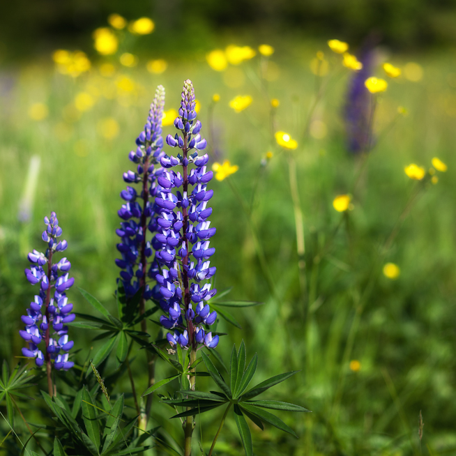 Stylized Lupins and Buttercups