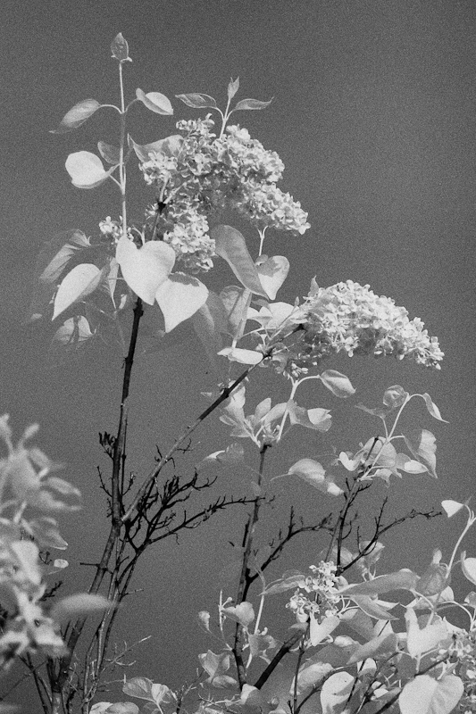 High Lilacs