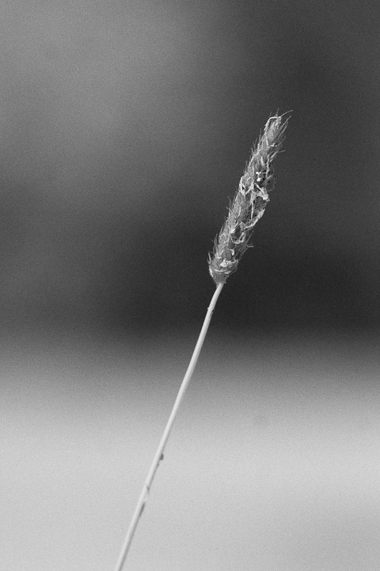 Lone Grass