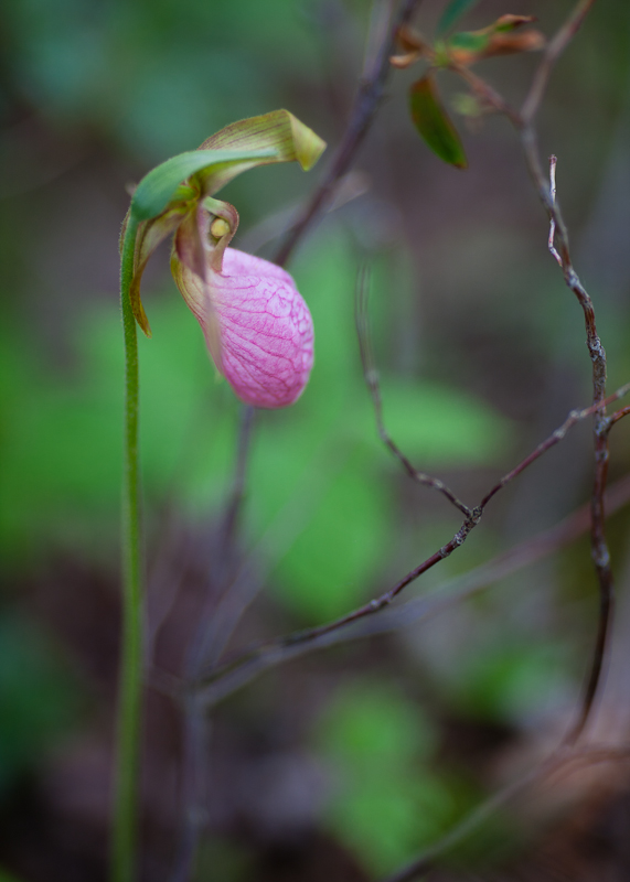 Ladys Slipper Orchid by Jordan Pond