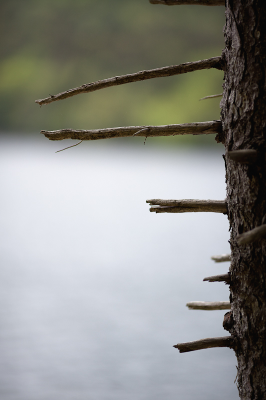 Broken Pine Limbs