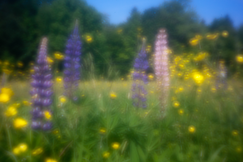 Lupines and Buttercups #4