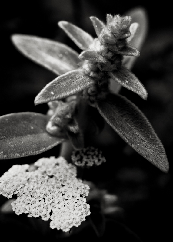 Yarrow Flower and Lambs Ear