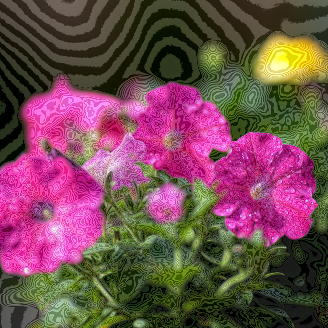 Psychedelic Rain-wet Petunias