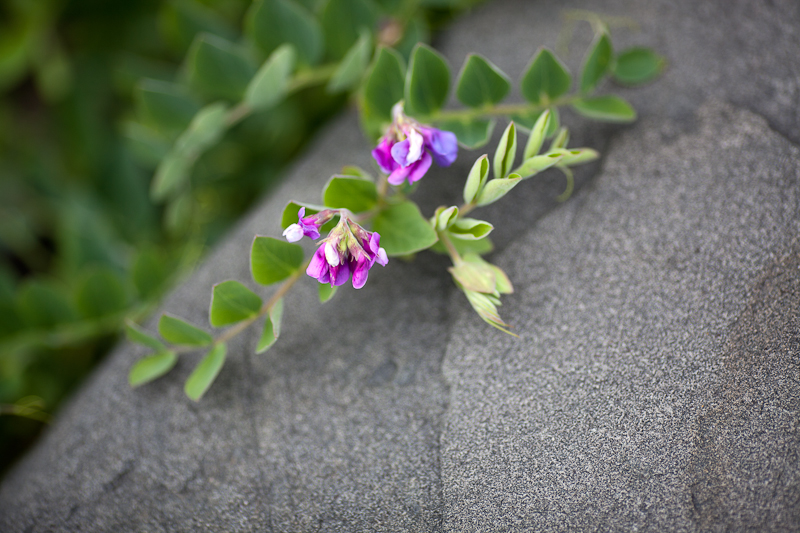 Flower on Rock