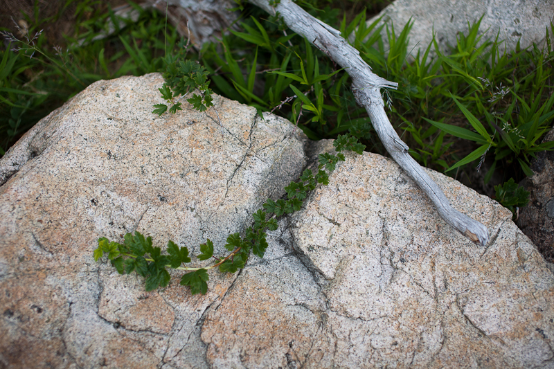 Vine and Stick on Rock
